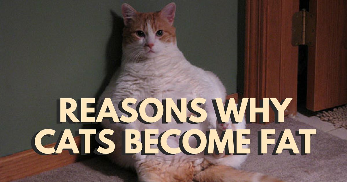 Reasons Why Cats Become Fat