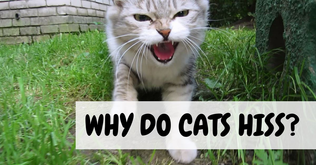 Reasons Why Cats Hiss