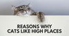 Reasons Why Cats Like High Places