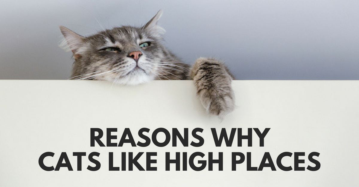 Reasons Why Cats Like High Places - Pet Clever