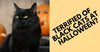 Reasons Why People Are Terrified Of Black Cats At Halloween