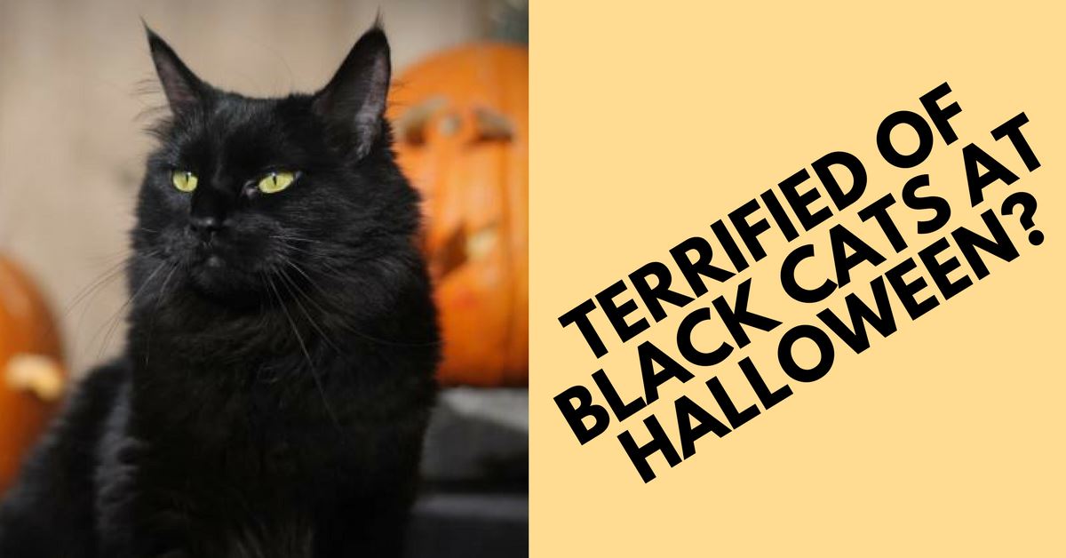 Reasons Why People Are Terrified Of Black Cats At Halloween