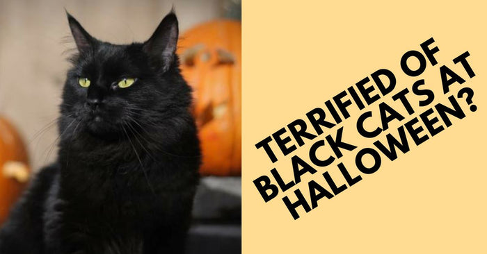 Reasons Why People Are Terrified Of Black Cats At Halloween
