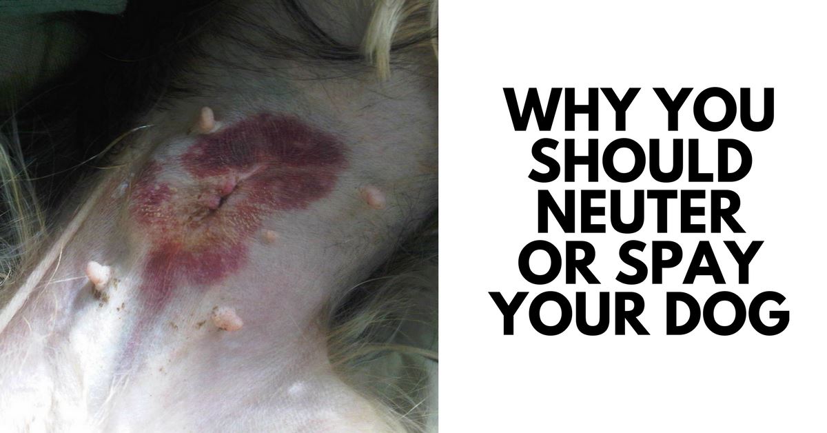 Reasons Why You Should Neuter Or Spay Your Dog