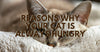 Reasons Why Your Cat is Always Hungry