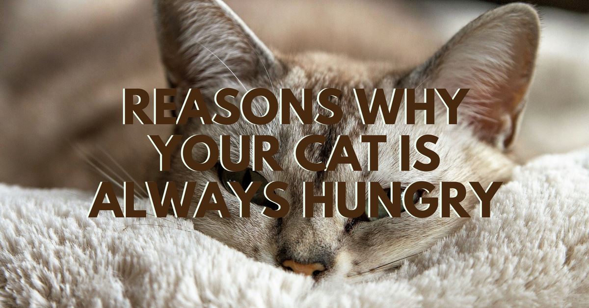 Reasons Why Your Cat is Always Hungry