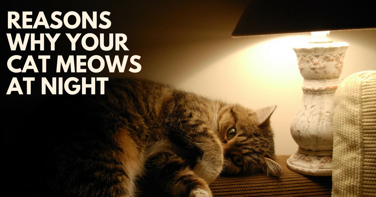 Reasons Why Your Cat Meows At Night