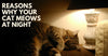 Reasons Why Your Cat Meows At Night
