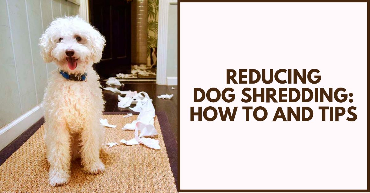 How To Reduce Dog Shredding - Pet Clever