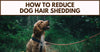 Reducing Your Dog’s Shedding Now!
