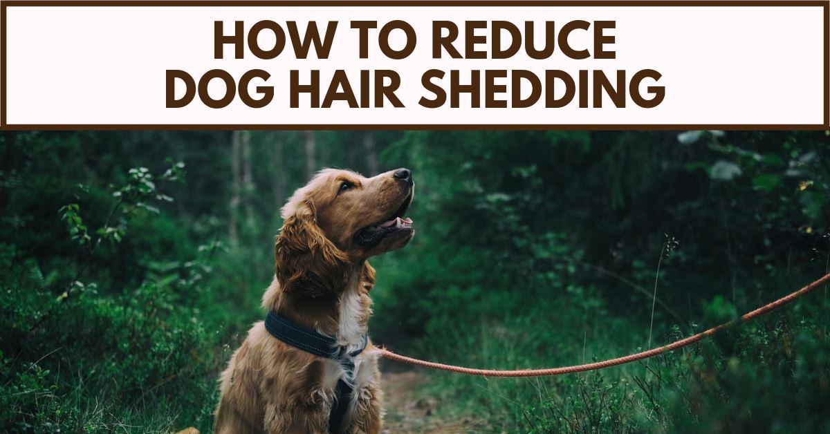 Reducing Your Dog’s Shedding Now!