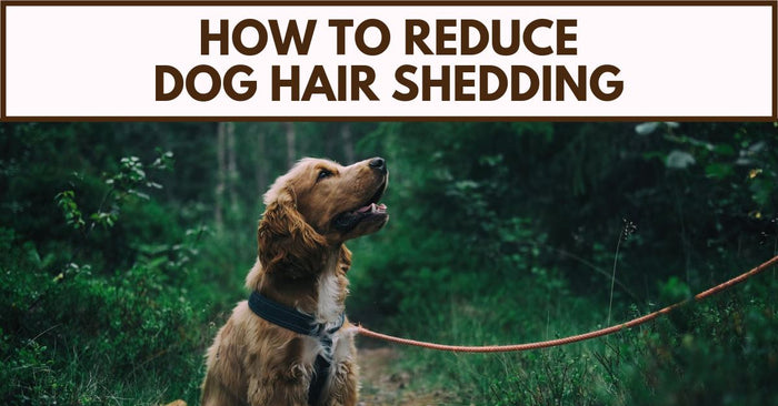 Reducing Your Dog’s Shedding Now!
