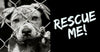 Rescue A Dog From Animal Cruelty