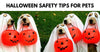 Safety Guidelines For Halloween Pet Costumes