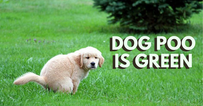 Should You Be Concerned If Your Dog Poo Is Green?