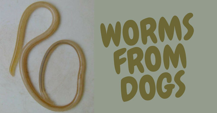Should You Be Worried About Worms from Dogs?