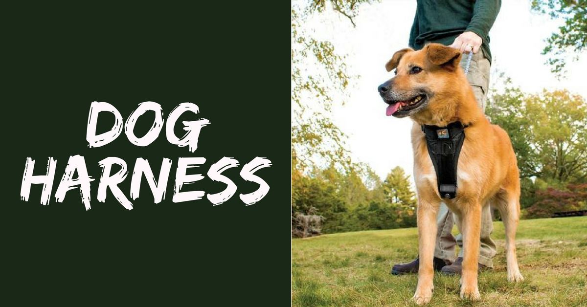 Should You Get A Dog Harness?
