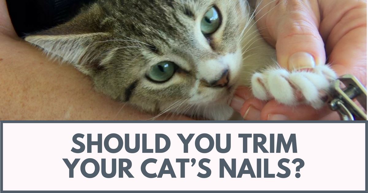 Should You Trim Your Cat’s Nails?