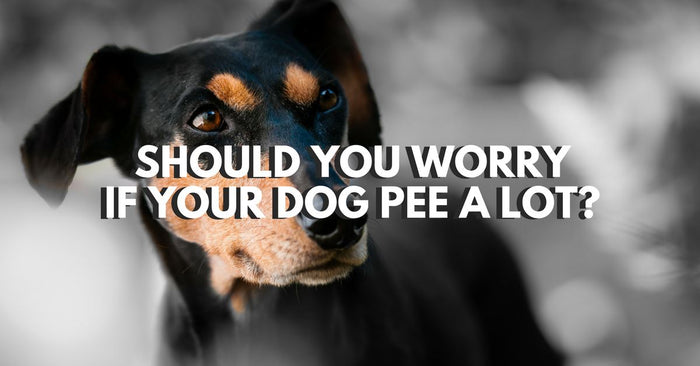 Should You Worry If Your Dog Pee A Lot?