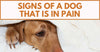 Signs Of A Dog That Is In Pain