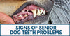 Signs Of Senior Dog Teeth Problems