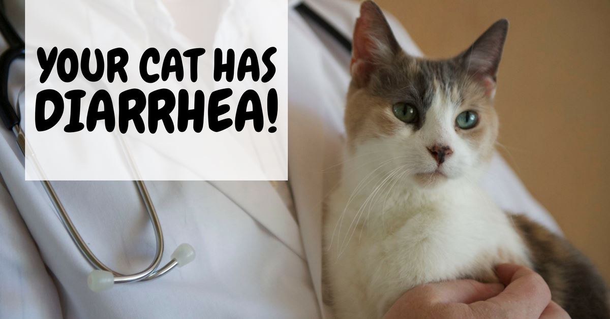 Signs To Consider Before Calling Your Veterinarian If Your Cat Has Diarrhea