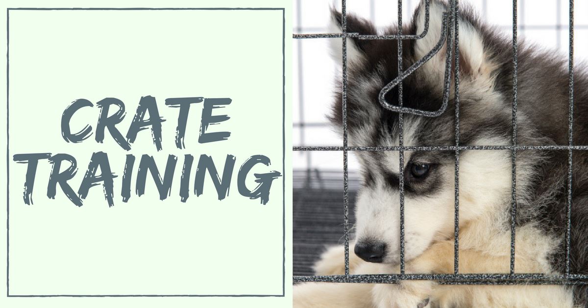 Simple Reasons Why You Should Do Crate Training