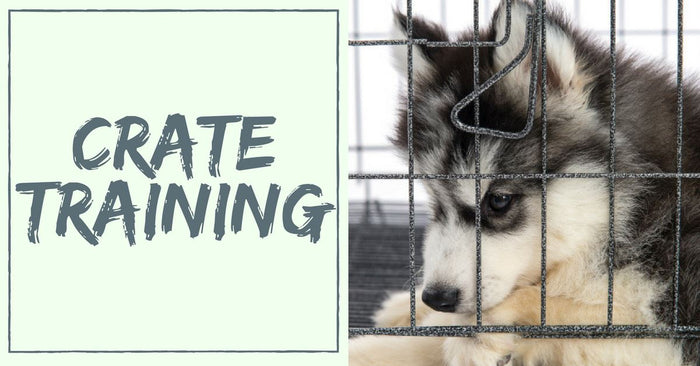 Simple Reasons Why You Should Do Crate Training