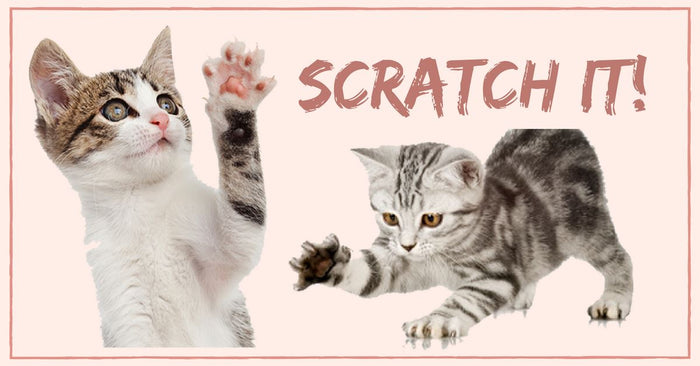 Simple Ways To Deal With Cat Scratch