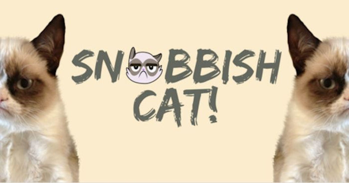 Snobbish Is The New Cute: My Lovely Cat Behavior
