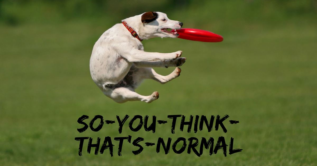 “So-You-Think-That’s-Normal” Dog Habits