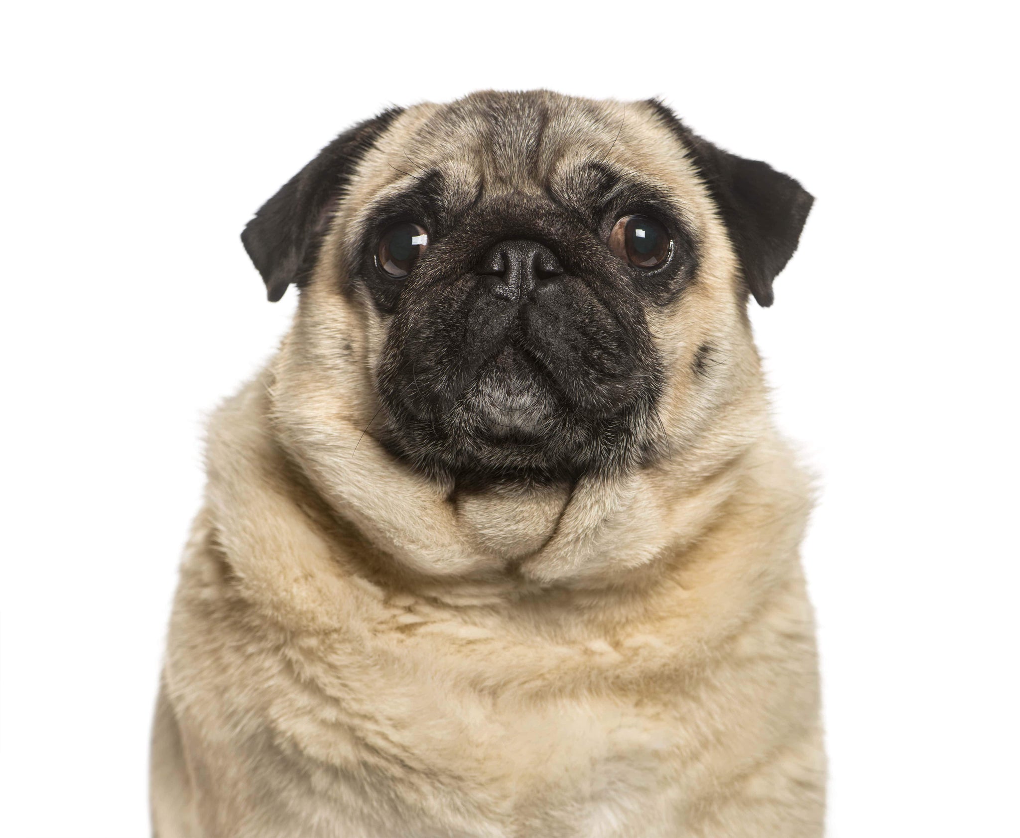 Stopping Obesity in Pets