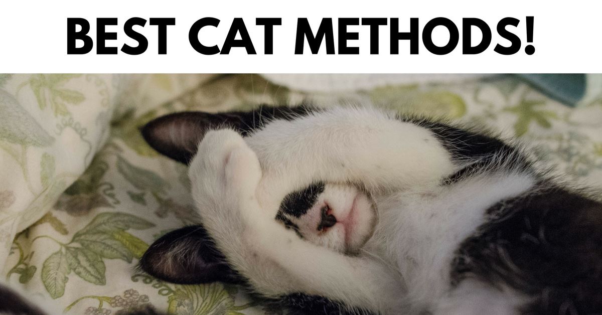 The Best Cat Methods For Cleaning Urine Pet Clever