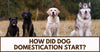 The Origin of An Everlasting Friendship: The Beginning of Dog Domestication