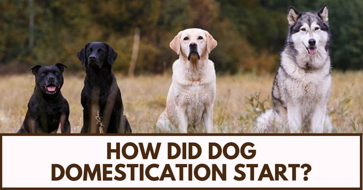 The Origin of An Everlasting Friendship: The Beginning of Dog Domestication