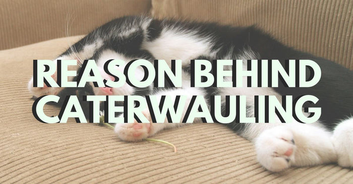 The Reason Behind Caterwauling