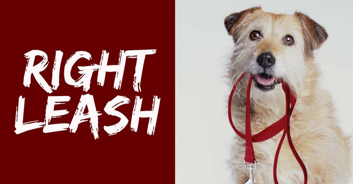 The Right Leash For Your Dog