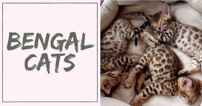 The Things To Consider About Having Pet Bengal Cats