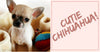 The Things You Need to Know about Chihuahuas