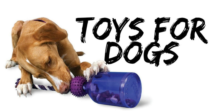 The Toys That Dogs Need