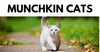 Things To Know About Munchkin Cats