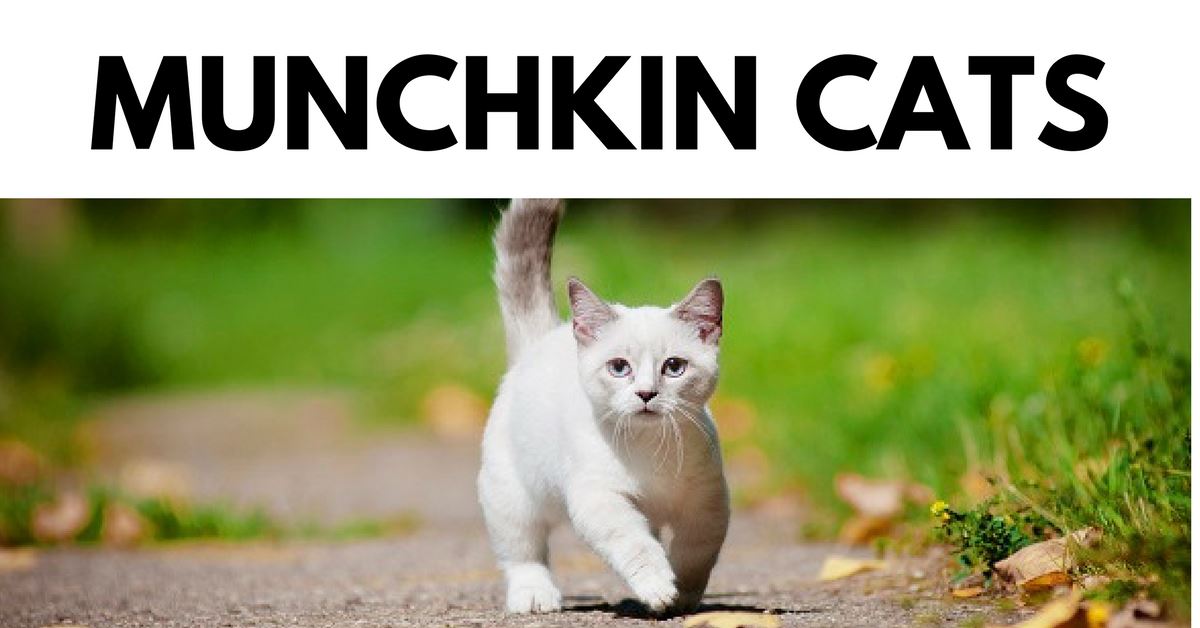 Things To Know About Munchkin Cats