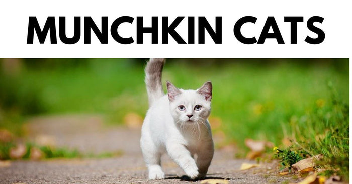 Things To Know About Munchkin Cats