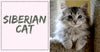 Things to Know About Siberian Cats