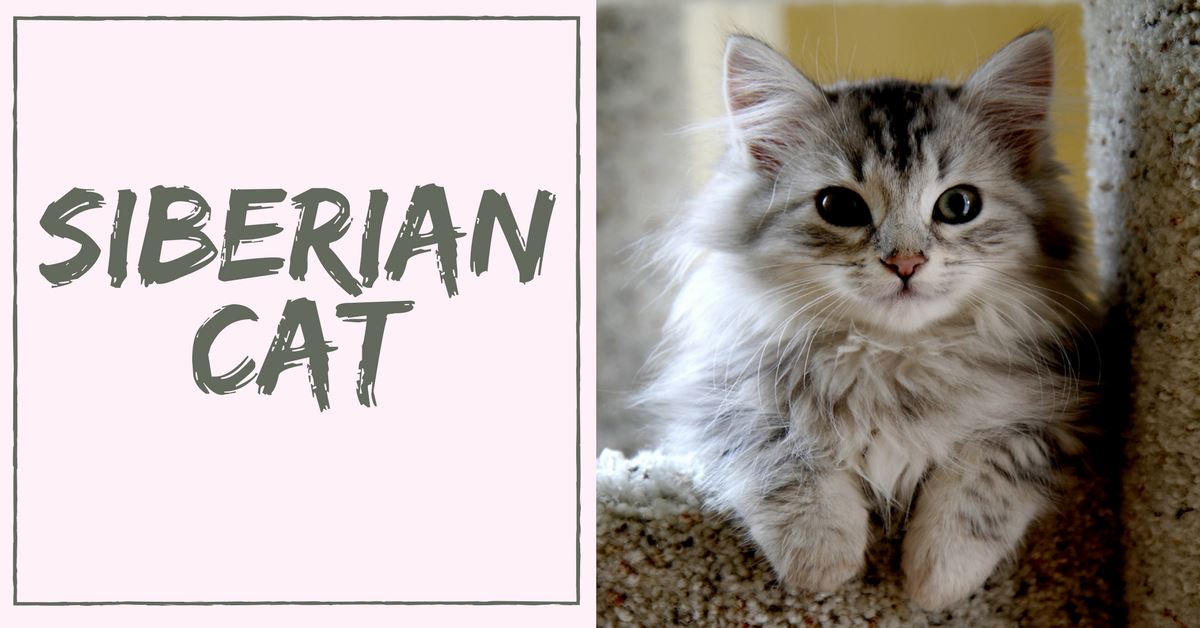 Things to Know About Siberian Cats