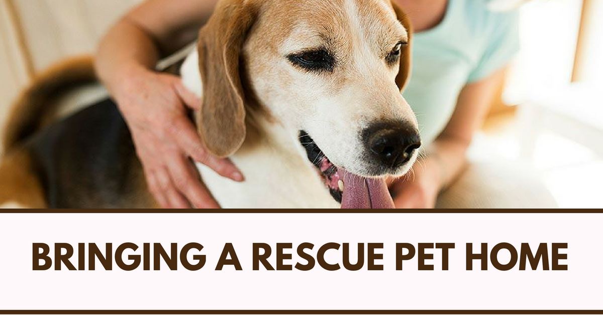 Tips For Bringing A Rescue Pet Home