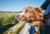 Tips For Traveling With Dogs in a Car