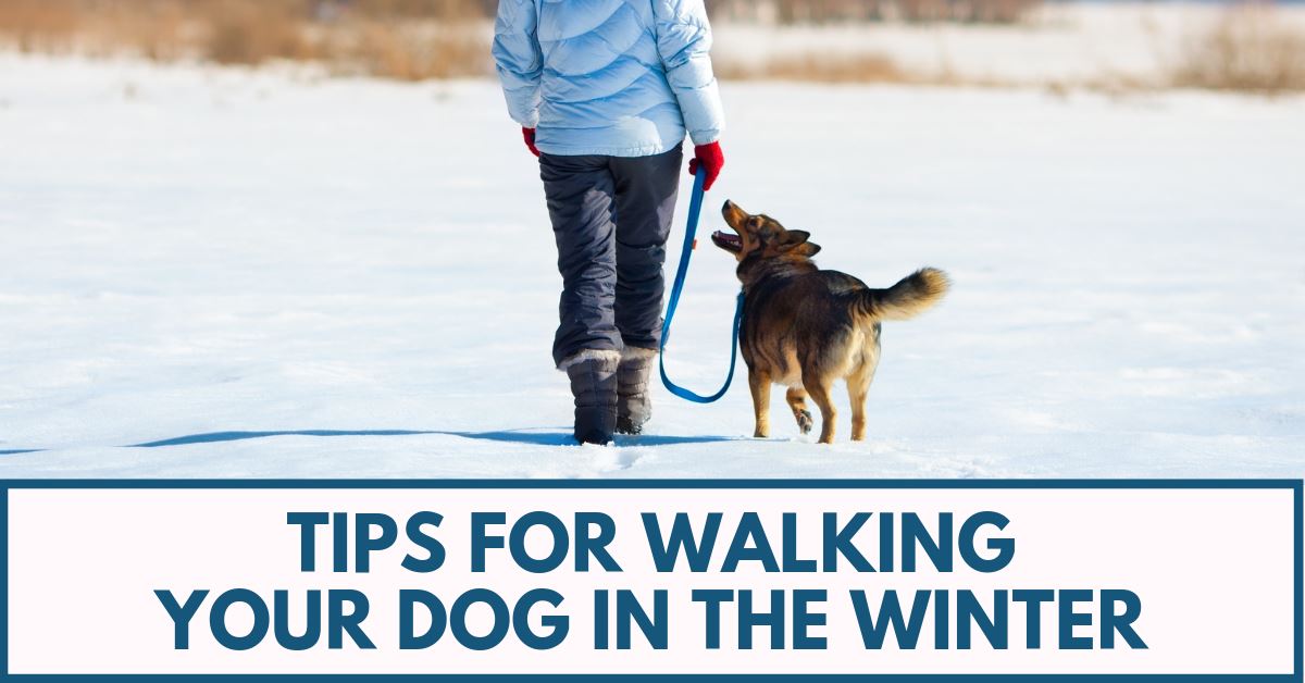 Tips For Walking Your Dog In The Winter