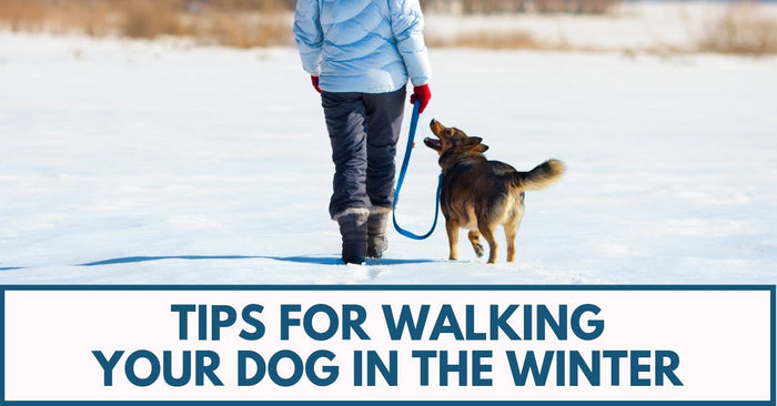 Tips For Walking Your Dog In The Winter