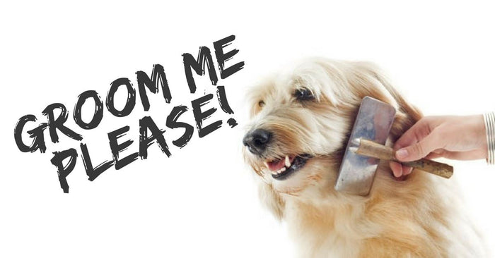 Tips on Grooming Your Dog